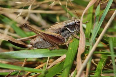 Decticelle des alpages Metrioptera saussuriana (Frey-Gessner, 1872)