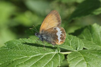 Céphale (Le), Arcanie (L') Coenonympha arcania (Linnaeus, 1760)