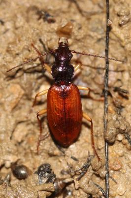  Penetretus rufipennis (Dejean, 1828)