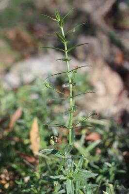 Gratiole officinale, Herbe au pauvre homme Gratiola officinalis L., 1753