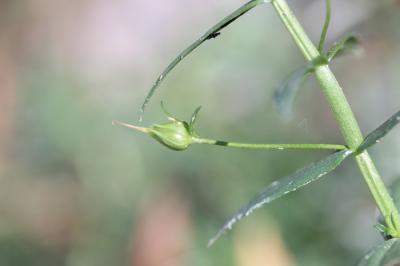 Gratiole officinale, Herbe au pauvre homme Gratiola officinalis L., 1753