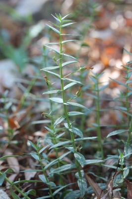 Gratiole officinale, Herbe au pauvre homme Gratiola officinalis L., 1753