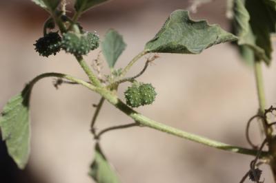 Tournesol des teinturiers Chrozophora tinctoria (L.) A.Juss., 1824