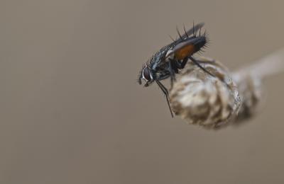  Eriothrix rufomaculatus (De Geer, 1776)