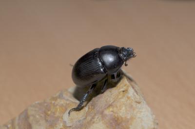  Geotrupes spiniger Marsham, 1802