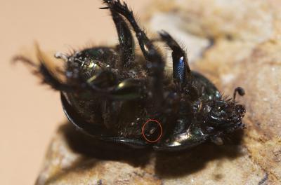  Geotrupes spiniger Marsham, 1802