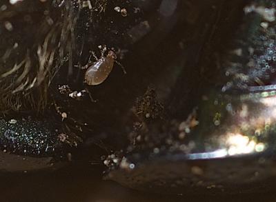 Geotrupes spiniger Marsham, 1802