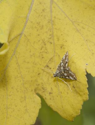  Elophila nymphaeata (Linnaeus, 1758)