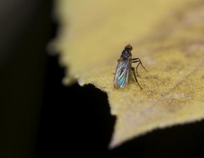  Hybos culiciformis (Fabricius, 1775)