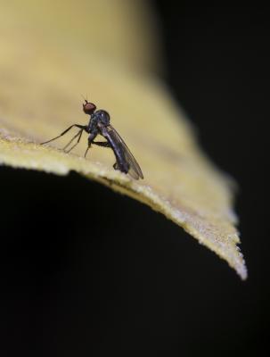  Hybos culiciformis (Fabricius, 1775)