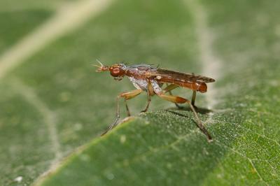  Dichetophora obliterata (Fabricius, 1805)