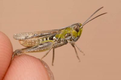 Criquet des friches Omocestus petraeus (Brisout de Barneville, 1856)
