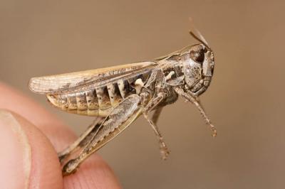 Criquet des friches Omocestus petraeus (Brisout de Barneville, 1856)