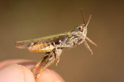 Criquet mélodieux, Oedipode bimouchetée Chorthippus biguttulus (Linnaeus, 1758)