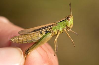 Criquet marginé Chorthippus albomarginatus (De Geer, 1773)
