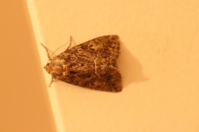 Noctuelle cythérée (La) Thalpophila matura (Hufnagel, 1766)