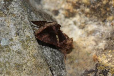 Plusie chalcite (La) Chrysodeixis chalcites (Esper, 1789)