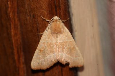 Xanthie topaze (La) Atethmia centrago (Haworth, 1809)