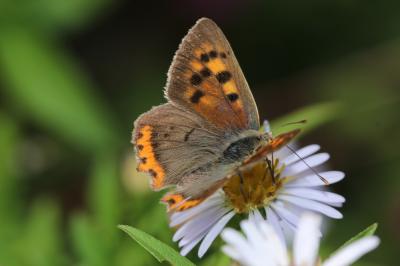 Cuivré commun (Le), Argus bronzé (L'), Bronzé (Le) Lycaena phlaeas (Linnaeus, 1760)