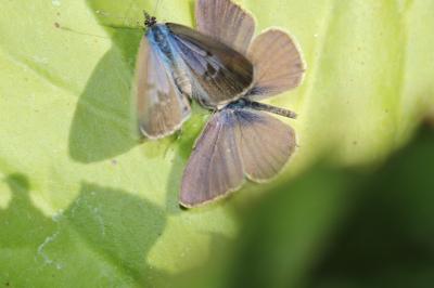 Azuré de la Luzerne (L'), Azuré de Lang (L'), Argu Leptotes pirithous (Linnaeus, 1767)