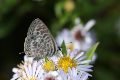Azuré de la Luzerne (L'), Azuré de Lang (L'), Argu Leptotes pirithous (Linnaeus, 1767)