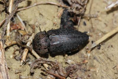 Capnode de l'Oseille Capnodis tenebricosa (Olivier, 1790)