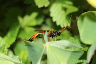  Therion circumflexum (Linnaeus, 1758)