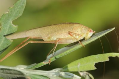 Phanéroptère méridional Phaneroptera nana Fieber, 1853