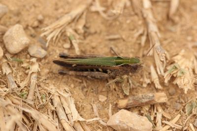 Criquet noir-ébène Omocestus rufipes (Zetterstedt, 1821)