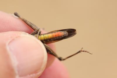 Criquet noir-ébène Omocestus rufipes (Zetterstedt, 1821)