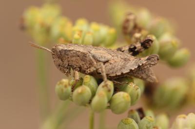 Criquet pansu Pezotettix giornae (Rossi, 1794)