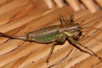 Decticelle annelée Rhacocleis annulata Fieber, 1853