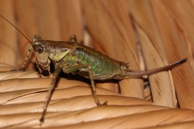Decticelle annelée Rhacocleis annulata Fieber, 1853