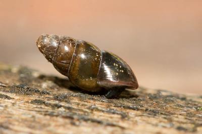 Brillante commune Cochlicopa lubrica (O.F. Müller, 1774)