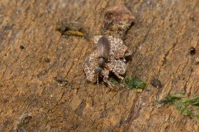  Endomia tenuicollis (Rossi, 1792)