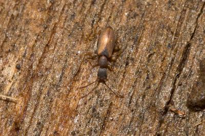  Endomia tenuicollis (Rossi, 1792)