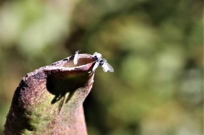  Baizongia pistaciae (Linnaeus, 1767)