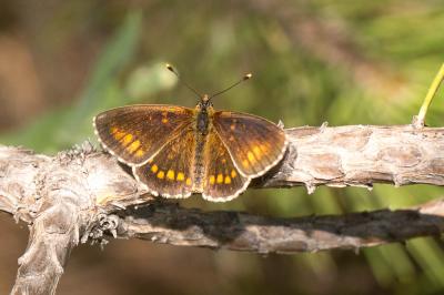 Mélitée du Mélampyre (La), Damier Athalie (Le) Melitaea athalia (Rottemburg, 1775)