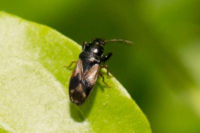  Megalonotus praetextatus (Herrich-Schäffer, 1835)