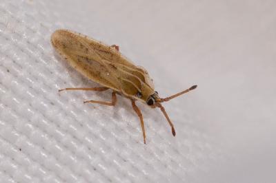  Tingis auriculata (A. Costa, 1847)