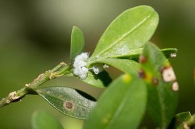  Psylla buxi (Linnaeus, 1758)