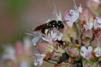 Ceratine commune Ceratina cucurbitina (Rossi, 1792)