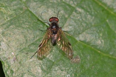  Chrysopilus cristatus (Fabricius, 1775)
