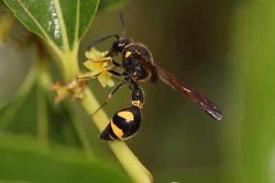  Eumenes coronatus (Panzer, 1799)
