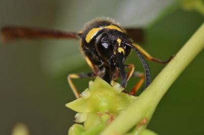  Eumenes coronatus (Panzer, 1799)