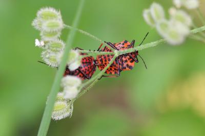 Punaise arlequin Graphosoma italicum (O.F. Müller, 1766)