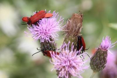 Lycie sanguine Lygistopterus sanguineus (Linnaeus, 1758)