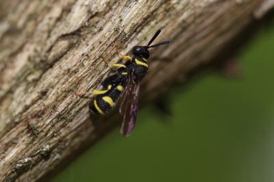  Leucospis dorsigera Fabricius, 1775