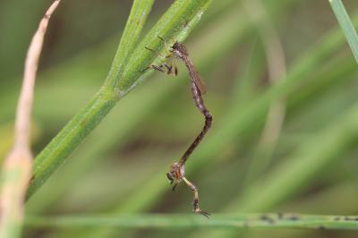  Leptogaster cylindrica (De Geer, 1776)