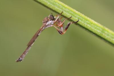  Leptogaster cylindrica (De Geer, 1776)